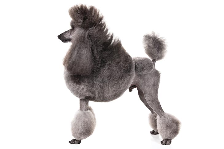 تصویر پودل استاندارد (Poodle-Standard)